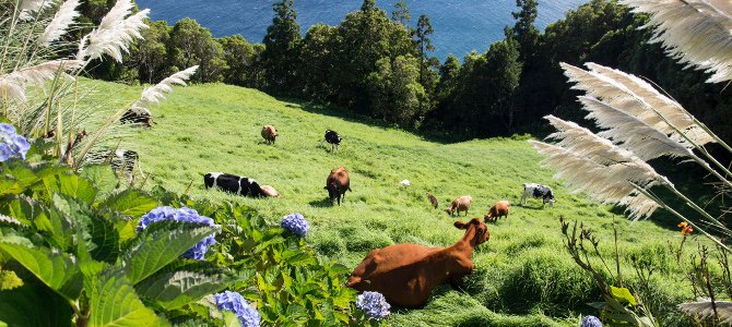 São Miguel, Açores